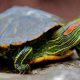 Baby Red-Eared Sliders: Your Perfect Aquatic Companions | School Finder US: Find the Best Schools Near You – Compare & Explore Now