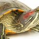Your Essential Guide to Red Ear Slider Turtles: Everything You Need to Know Before You Buy | School Finder US: Find the Best Schools Near You – Compare & Explore Now