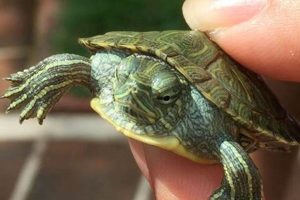 Discover the Ultimate Guide: Cumberland Slider Turtles for Sale [Unveiled] | School Finder US: Find the Best Schools Near You – Compare & Explore Now