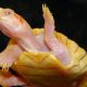 Uncover the Rarest Gem: Albino Red-Eared Sliders for Sale | School Finder US: Find the Best Schools Near You – Compare & Explore Now
