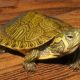 Buy Your Yellow Belly Slider Turtle Today - Ultimate Pet Companions | School Finder US: Find the Best Schools Near You – Compare & Explore Now