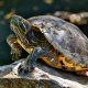 Discover the Perfect Pet: Red Slider Turtles for Sale Now! | School Finder US: Find the Best Schools Near You – Compare & Explore Now