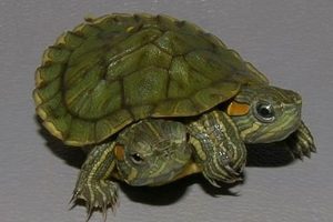 Discover the Wonder of Red-Eared Sliders: Your Guide to Responsible Ownership and Care School Finder US: Find the Best Schools Near You – Compare & Explore Now Discover the Wonder of Red-Eared Sliders: Your Guide to Responsible Ownership and Care | School Finder US: Find the Best Schools Near You – Compare & Explore Now