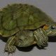 Discover the Wonder of Red-Eared Sliders: Your Guide to Responsible Ownership and Care | School Finder US: Find the Best Schools Near You – Compare & Explore Now