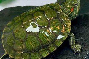 Find Your Perfect Baby Red-Eared Slider: A Comprehensive Guide School Finder US: Find the Best Schools Near You – Compare & Explore Now Find Your Perfect Baby Red-Eared Slider: A Comprehensive Guide | School Finder US: Find the Best Schools Near You – Compare & Explore Now