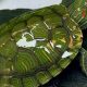 Find Your Perfect Baby Red-Eared Slider: A Comprehensive Guide | School Finder US: Find the Best Schools Near You – Compare & Explore Now