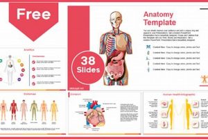 Unleash the Power of Anatomy: Uncover the Ultimate Tool for Google Slides Presentations School Finder US: Find the Best Schools Near You – Compare & Explore Now Unleash the Power of Anatomy: Uncover the Ultimate Tool for Google Slides Presentations | School Finder US: Find the Best Schools Near You – Compare & Explore Now