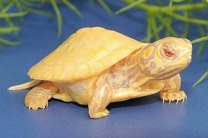 Unveiling the Rarest Gem: Albino Red-Eared Slider Turtles for Sale School Finder US: Find the Best Schools Near You – Compare & Explore Now Unveiling the Rarest Gem: Albino Red-Eared Slider Turtles for Sale | School Finder US: Find the Best Schools Near You – Compare & Explore Now