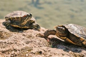 How Long Can a Red-Eared Slider Go Without Water? A Lifesaving Guide School Finder US: Find the Best Schools Near You – Compare & Explore Now How Long Can a Red-Eared Slider Go Without Water? A Lifesaving Guide | School Finder US: Find the Best Schools Near You – Compare & Explore Now