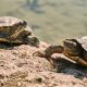 How Long Can a Red-Eared Slider Go Without Water? A Lifesaving Guide | School Finder US: Find the Best Schools Near You – Compare & Explore Now