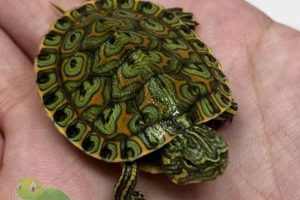 Exceptional Peacock Slider Turtles for Sale: Enhance Your Ecosystem with Vibrant Beauties School Finder US: Find the Best Schools Near You – Compare & Explore Now Exceptional Peacock Slider Turtles for Sale: Enhance Your Ecosystem with Vibrant Beauties | School Finder US: Find the Best Schools Near You – Compare & Explore Now