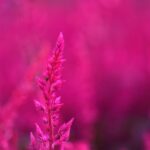 selective focus photography of pink petaled flower